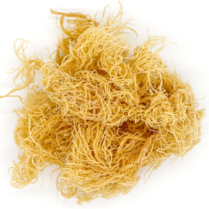 Premium Gold Seamoss Sold per pound