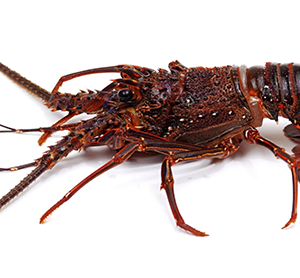 Lobster (Whole Frozen) Sold per pound